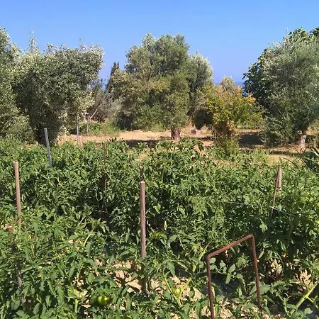 Emily's Paradise פראליה קימיס