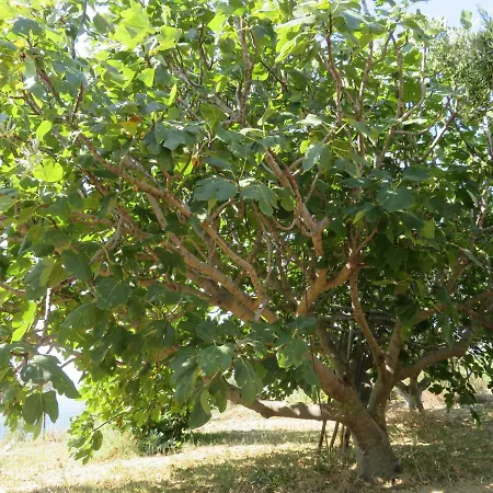 Emily's Paradise בית כפרי פראליה קימיס
